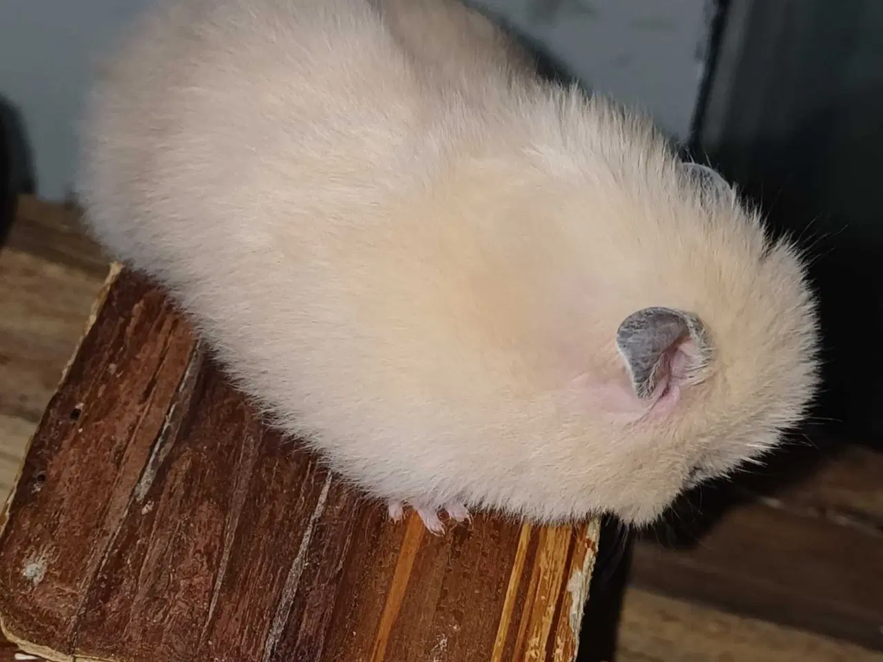Billede 7 - Guldhamster unger