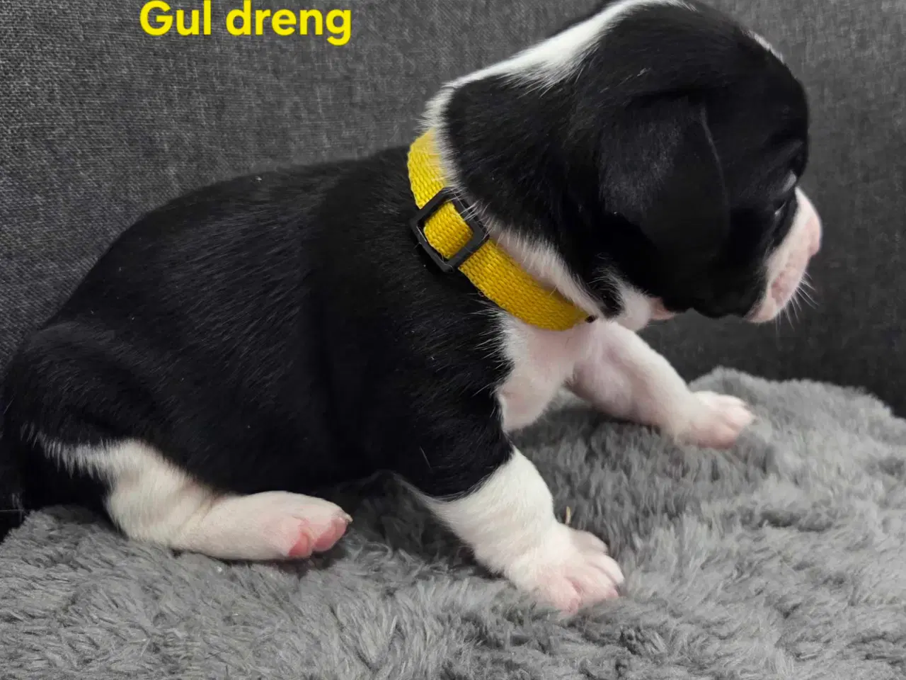 Billede 8 - Bullhuahua hvalpe 