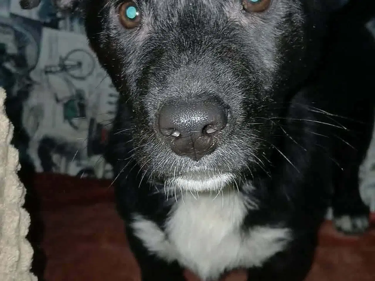 Billede 6 - Lille Per ønsker sig et hjem 