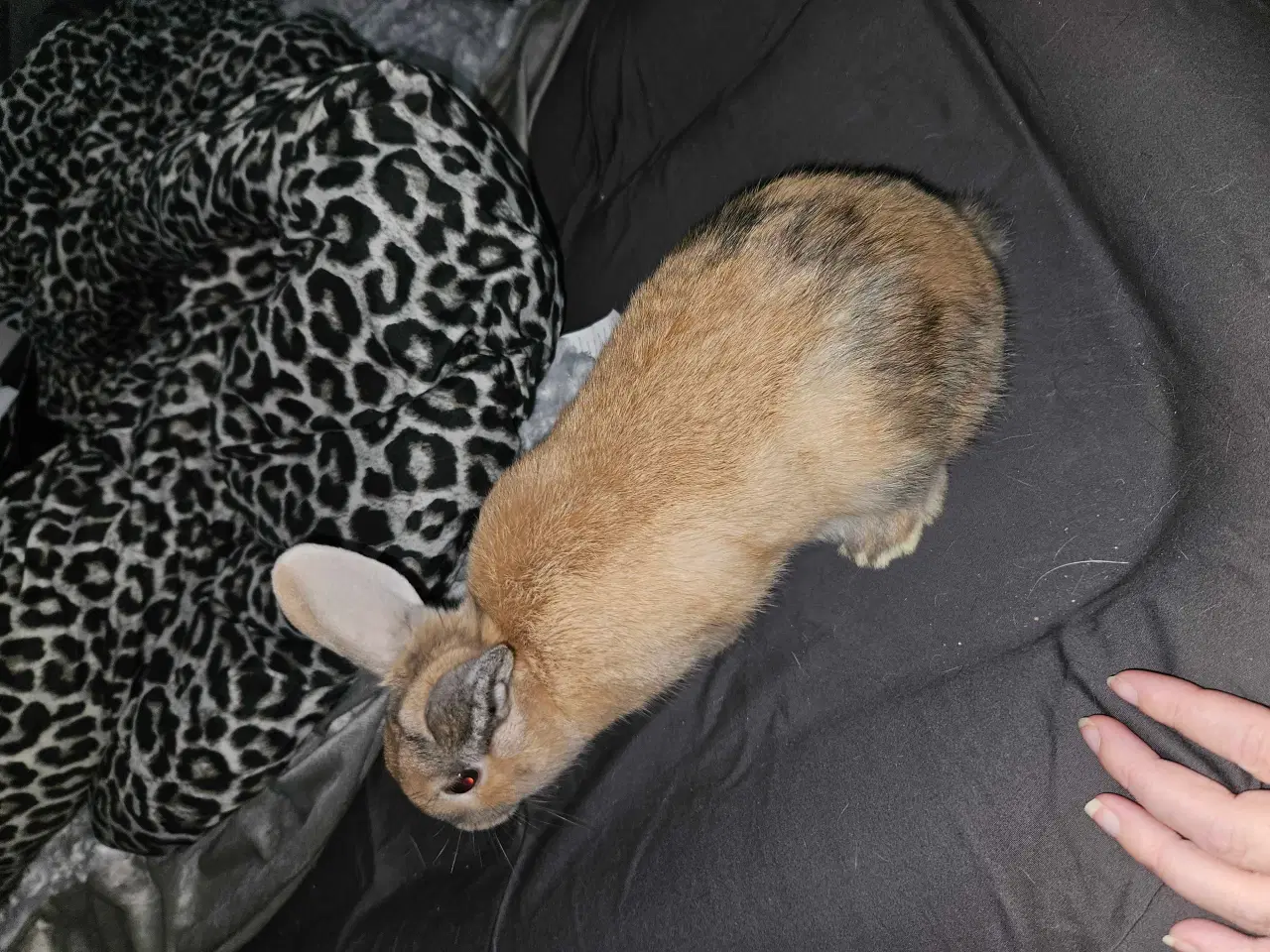 Billede 4 - Han kanin unge