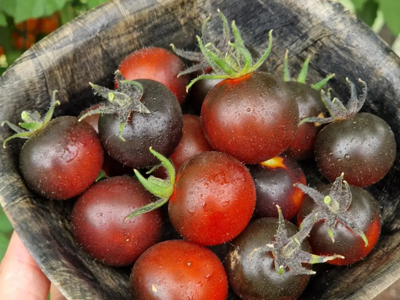 Billede 18 - 300 tomatsorter - FRØ shop!
