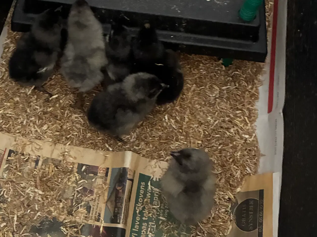 Billede 1 - Daggamle kyllinger fra den 3/4