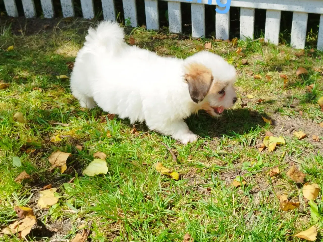 Billede 2 - Coton de tulear