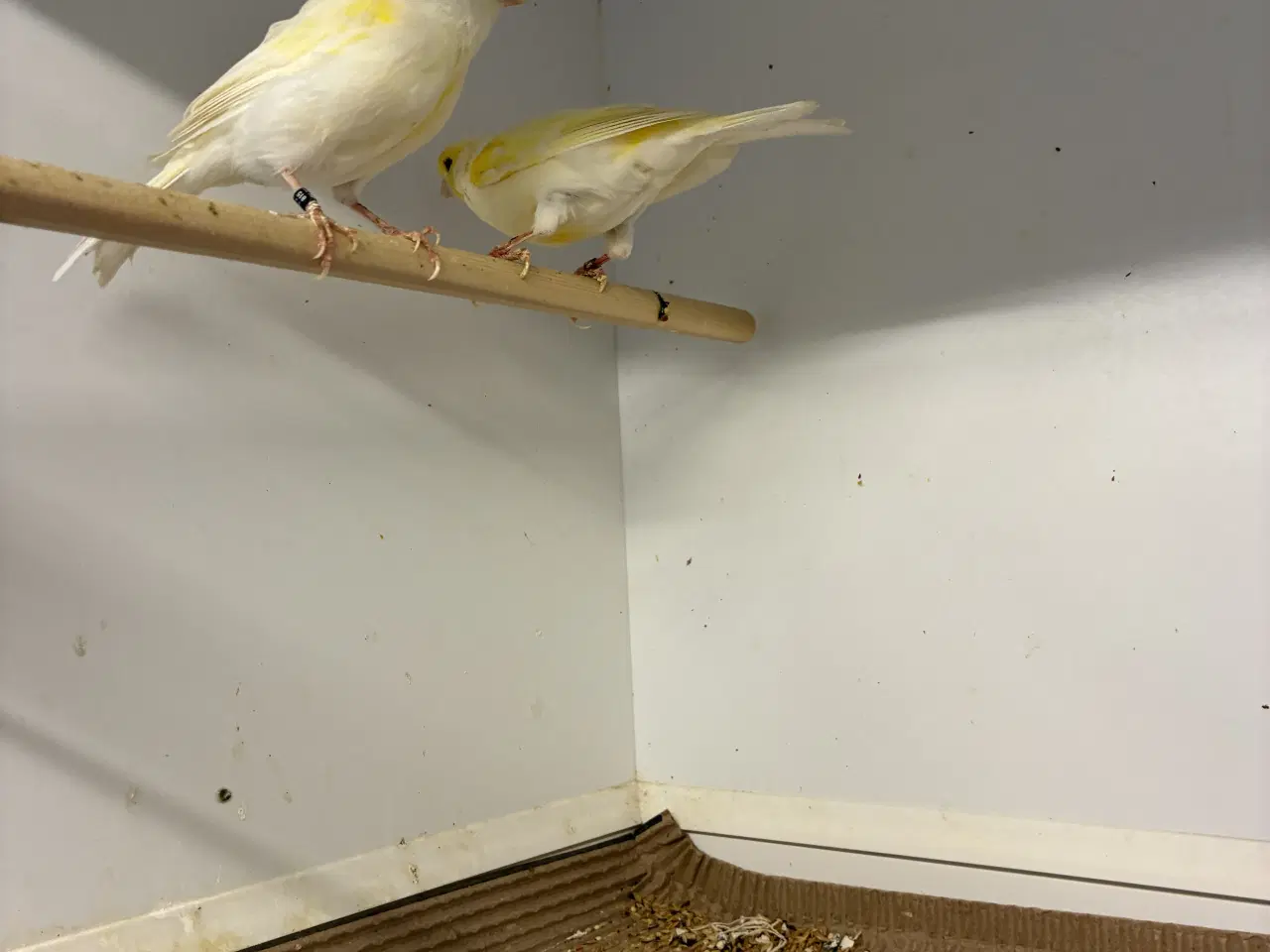 Billede 3 - Gul Mosaik