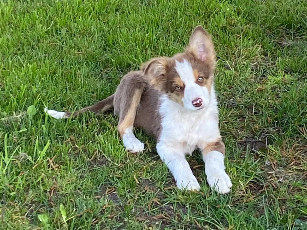 Billede 2 - Border collie