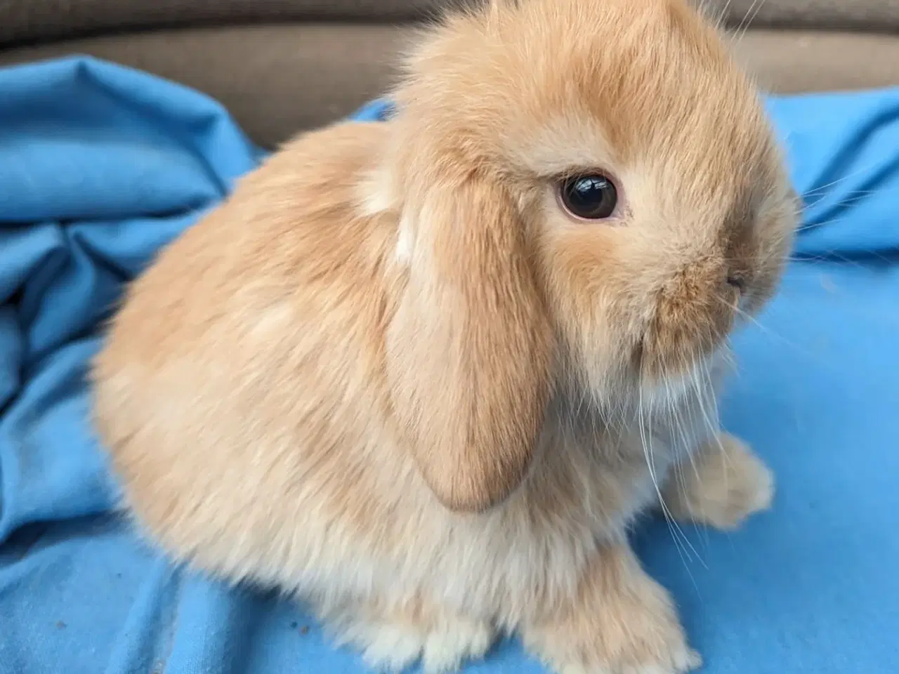 Billede 2 - Minilop kaninunge sælges 