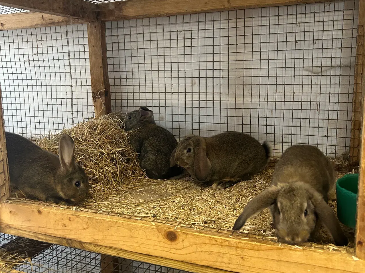 Billede 5 - Hermelin/mini lop unger 