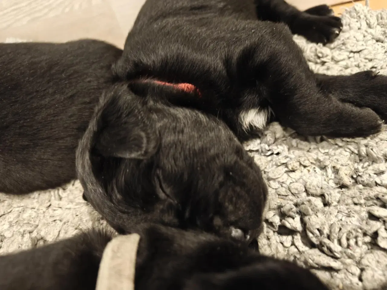 Billede 5 - Labrador blandinger
