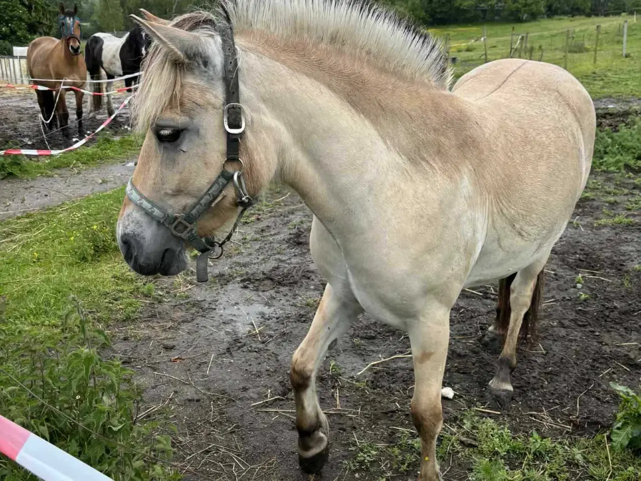 Billede 2 - sælge  hest