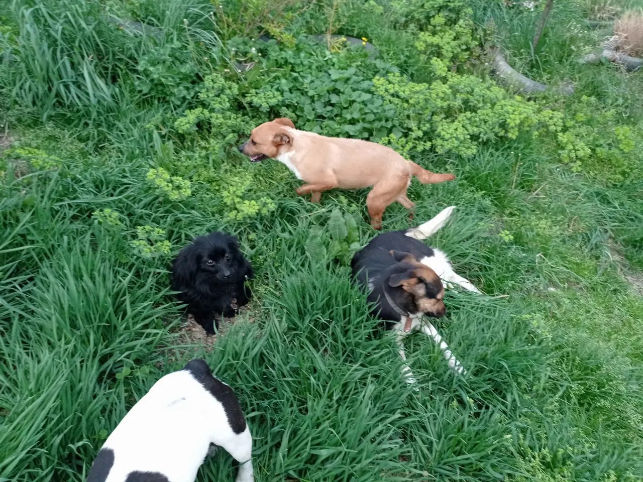 Billede 6 - Lola - kærlig glad ung hund