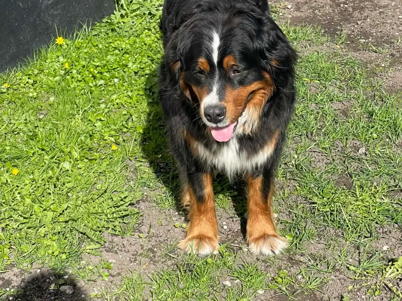 Billede 9 - Berner Senne hvalpe 