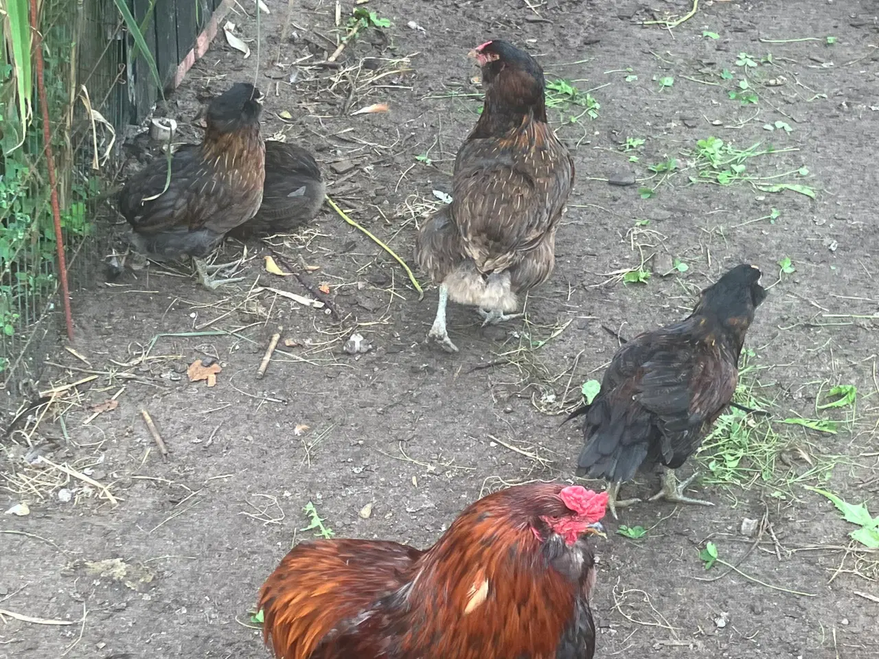 Billede 1 - Araucana  , grønlægger