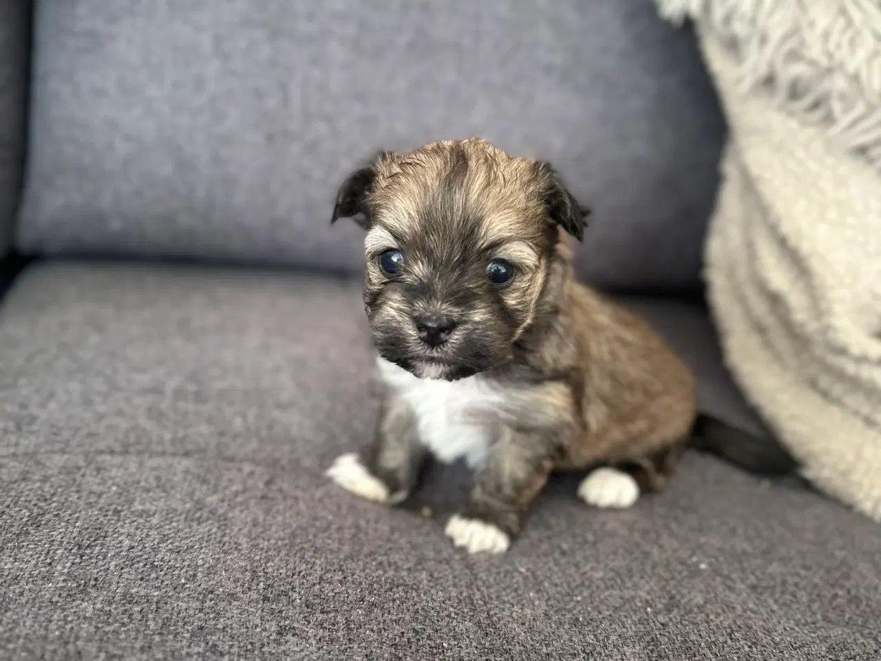 Billede 6 - Charlie - Lhasa apso