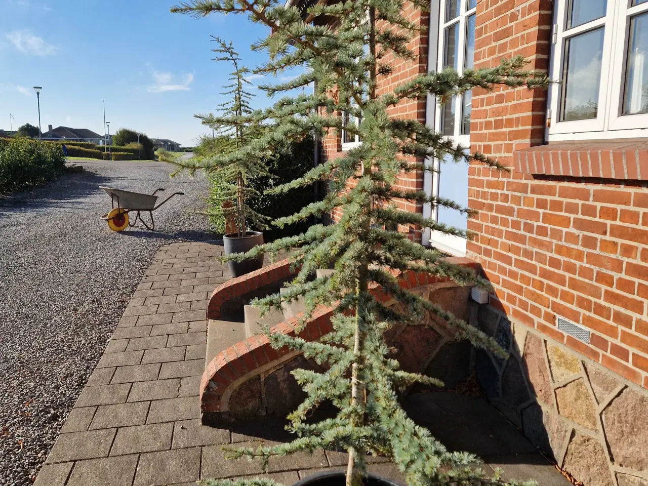 Billede 2 - Cedertræ 4 stk. Prisen er pr. Stk.