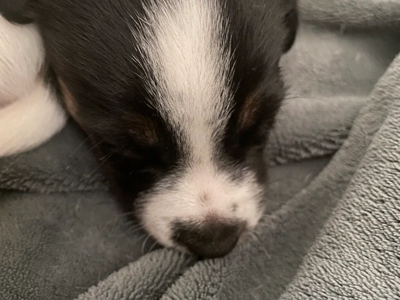 Billede 5 - Jack russel terrier 