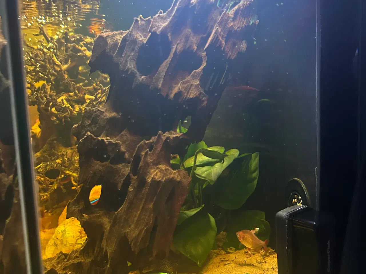 Billede 8 - Fineste akvarie + indhold sælges.