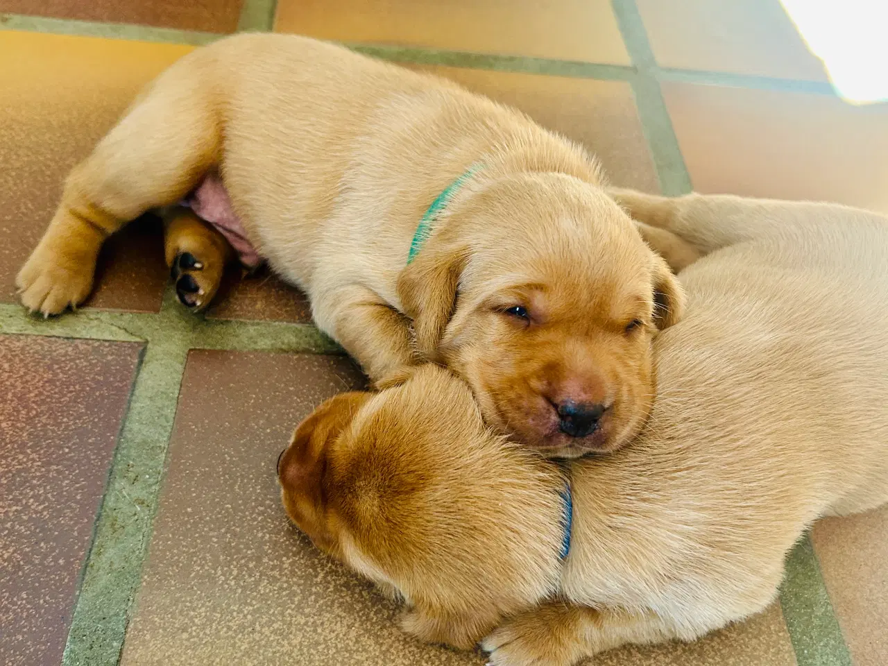 Billede 5 - FOX red labrador hvalpe med stamtavle