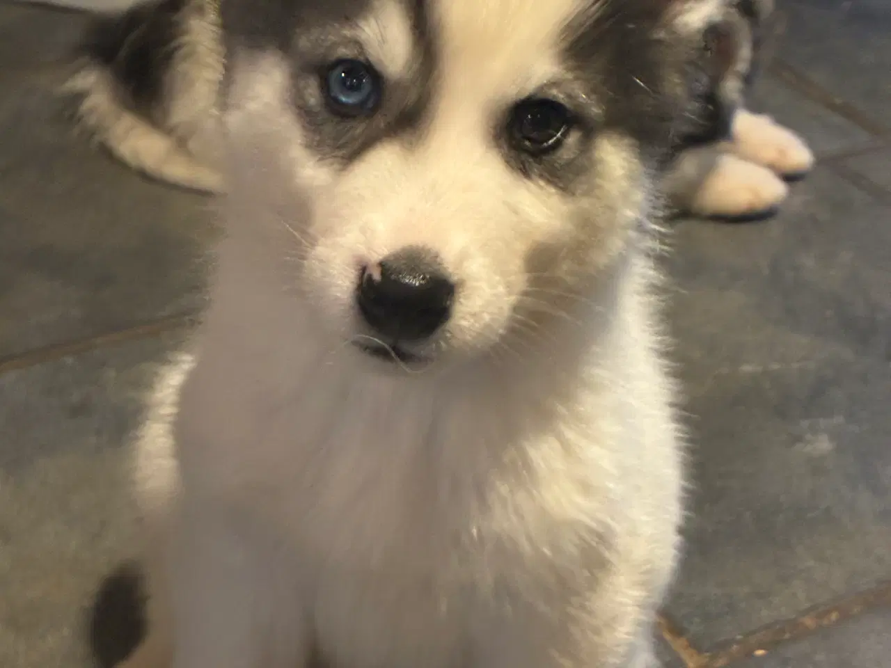 Billede 2 - Smukke slædehunde