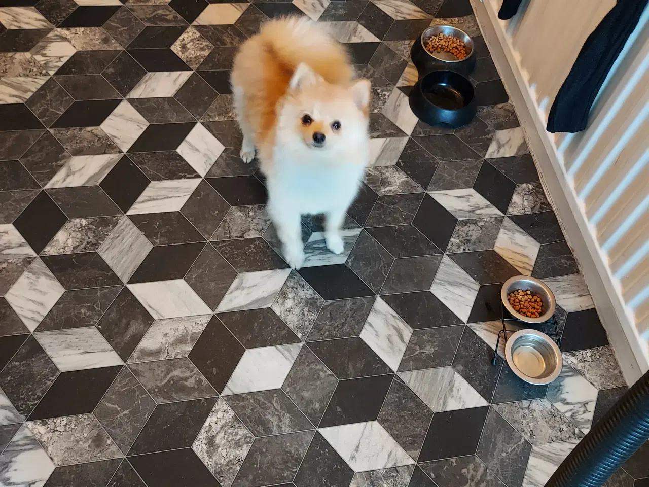 Billede 4 - Pomeranian hundnehvalp