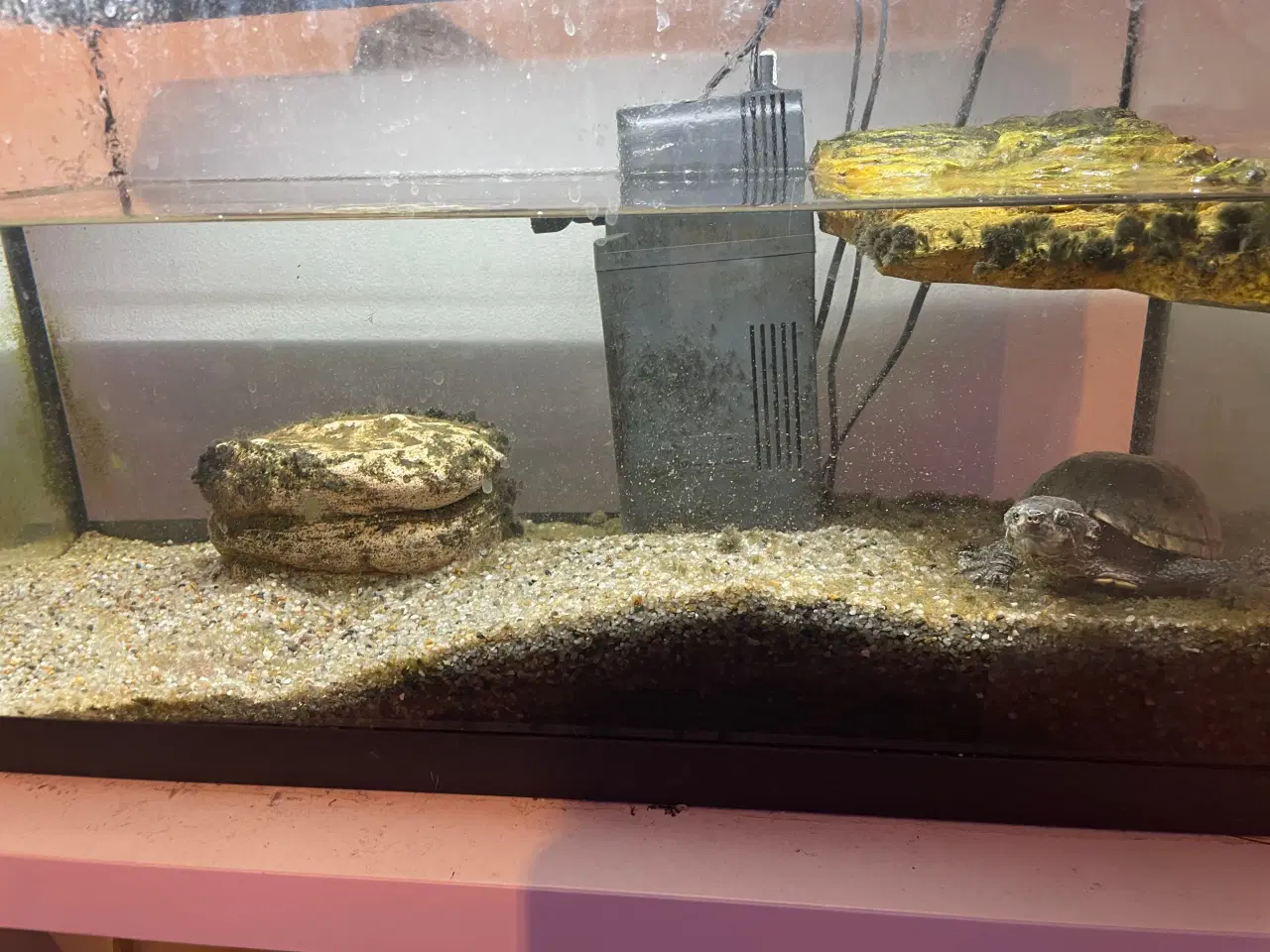 Billede 8 - Sumpskildpadde med akvarie, pumpe, lys indhold 