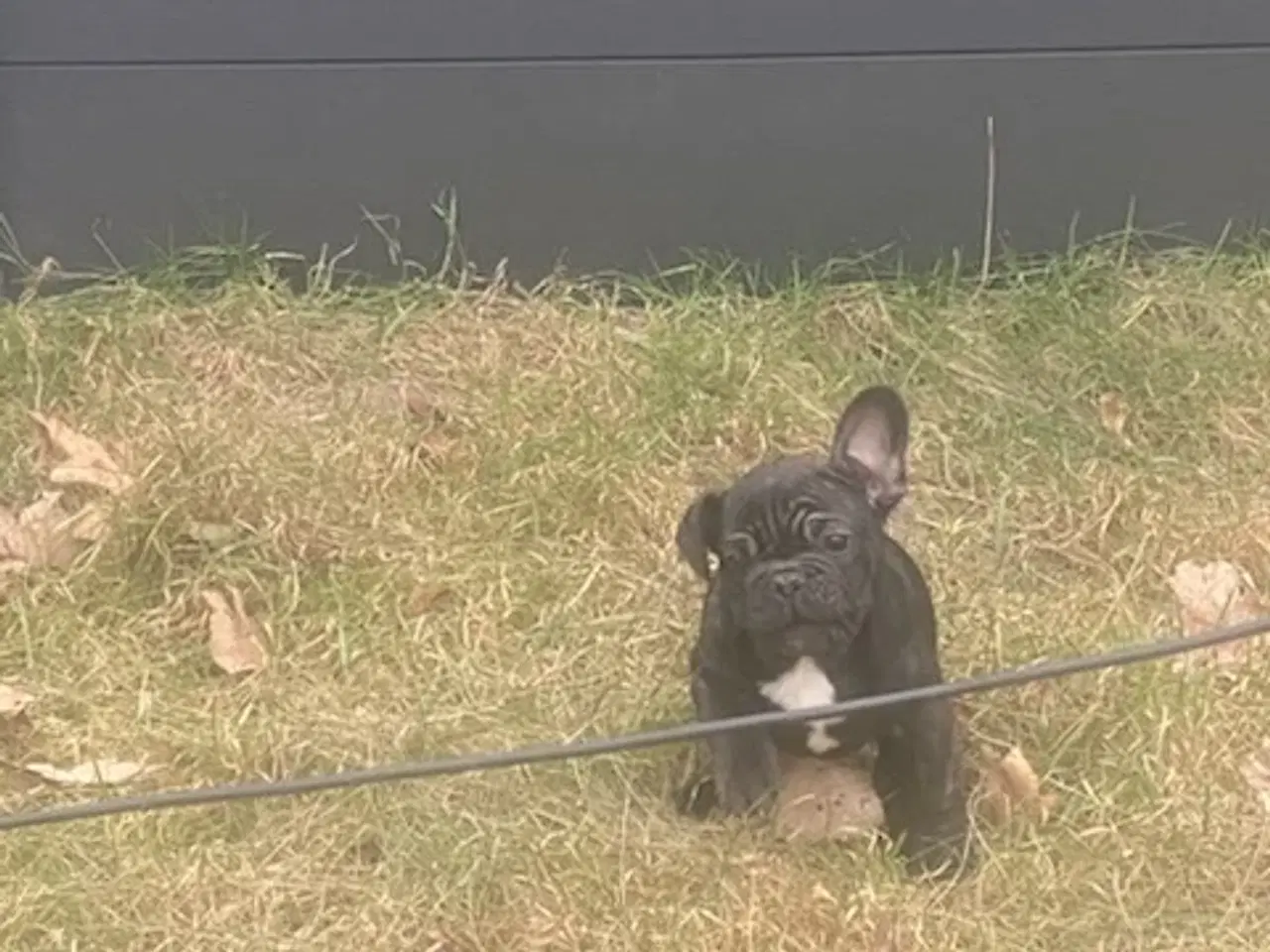 Billede 12 - Fransk bulldog hvalp