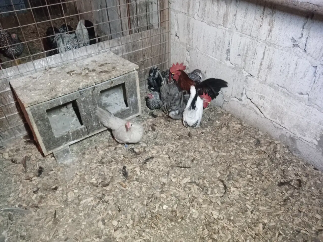 Billede 1 - Dværghøns