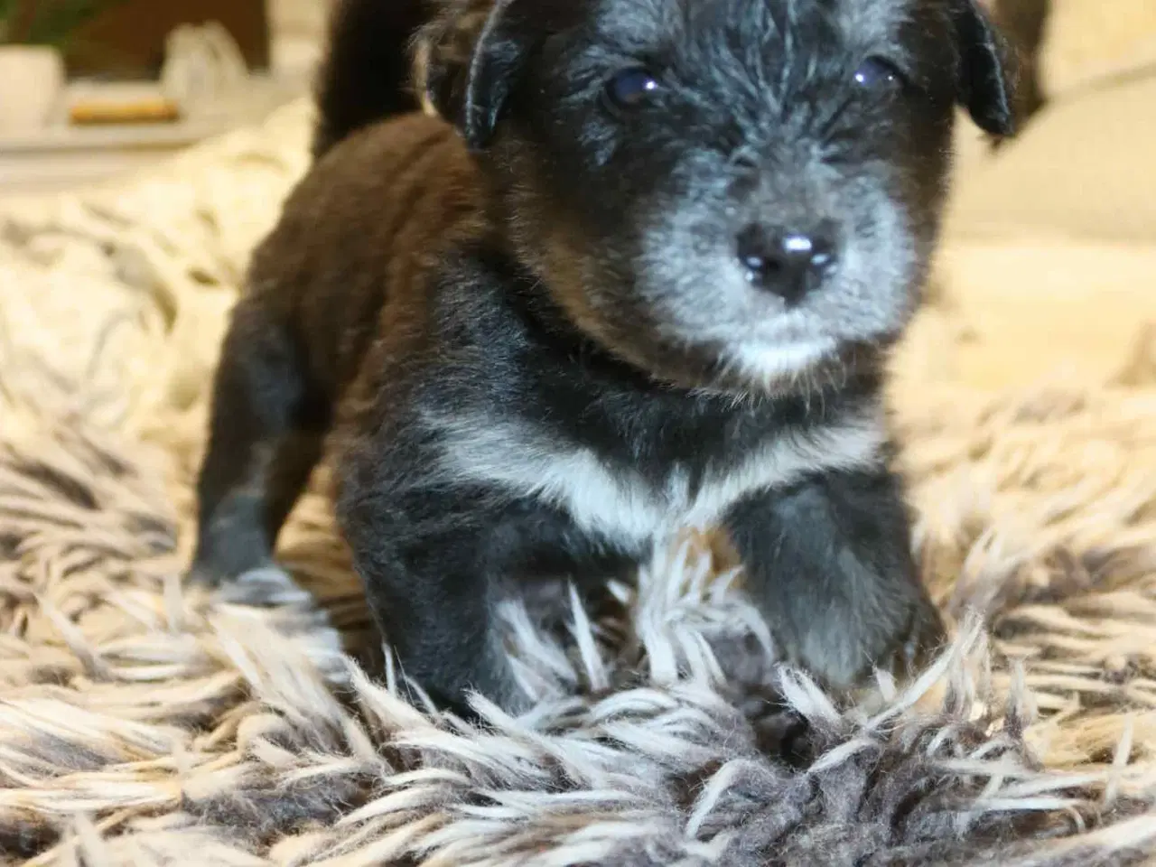 Billede 8 - Golden Doodle & Alaskan Malamute Hvalpe