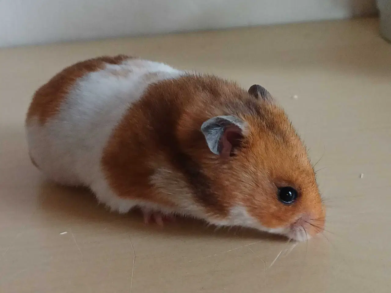 Billede 6 - Guldhamster unger
