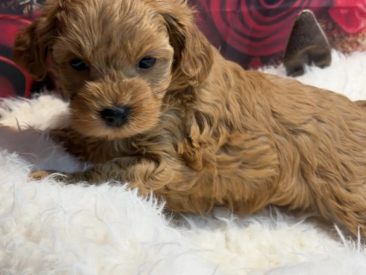 Billede 9 - ❤️🐶 Cavapoo hvalpe – 2 piger & 2 drenge 🐶