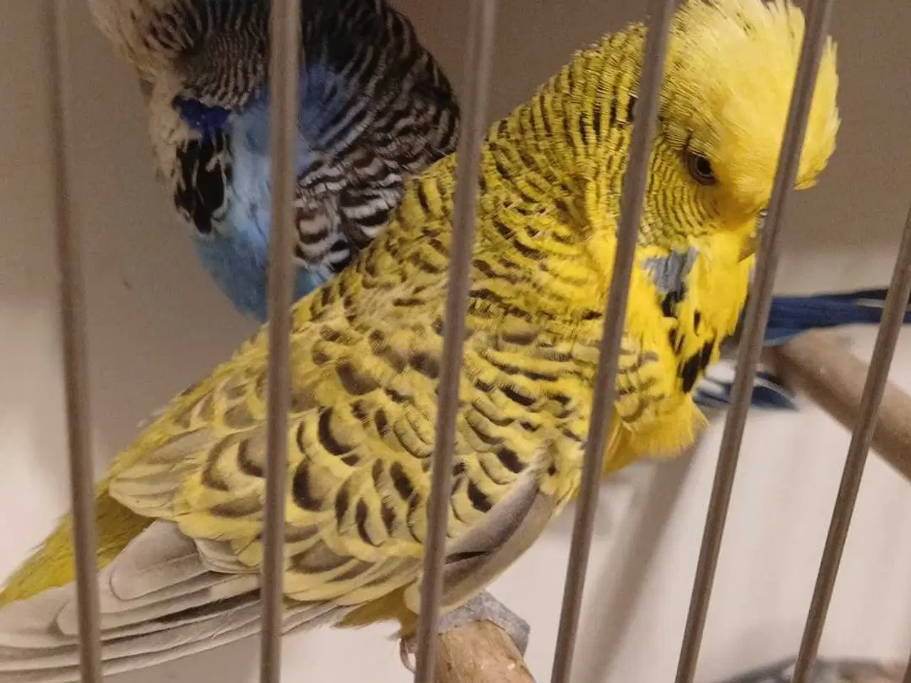 Billede 2 - 1 par Engelske undulater 