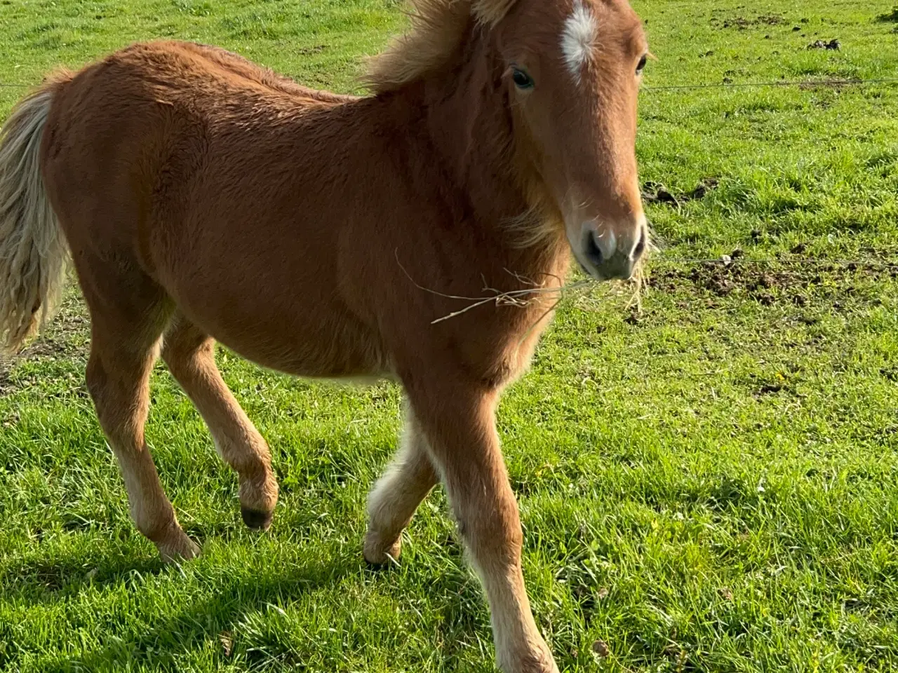 Billede 4 - Skøn velgående hingst