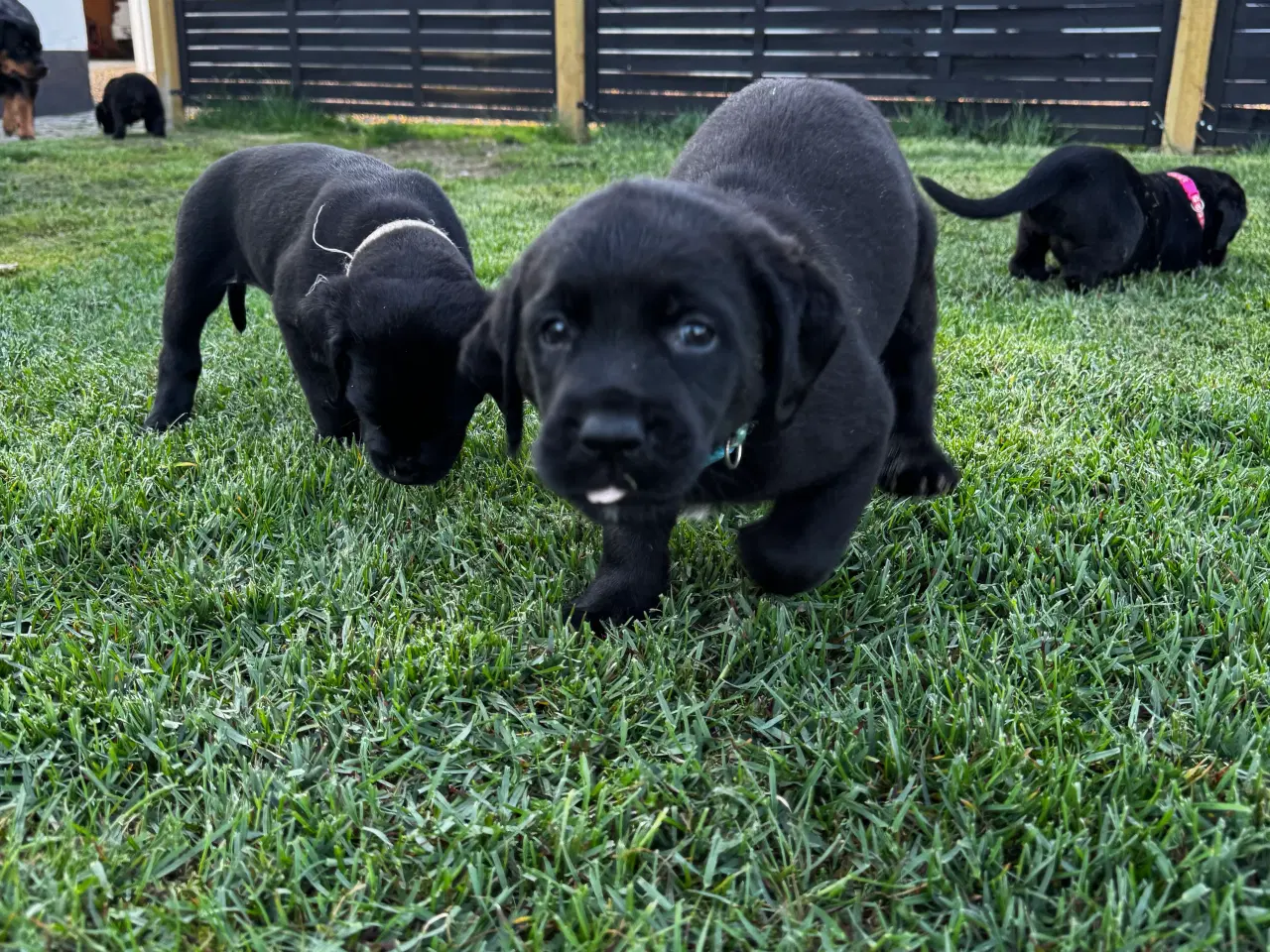 Billede 4 - Rottweiler/ Labrador hvalpe 