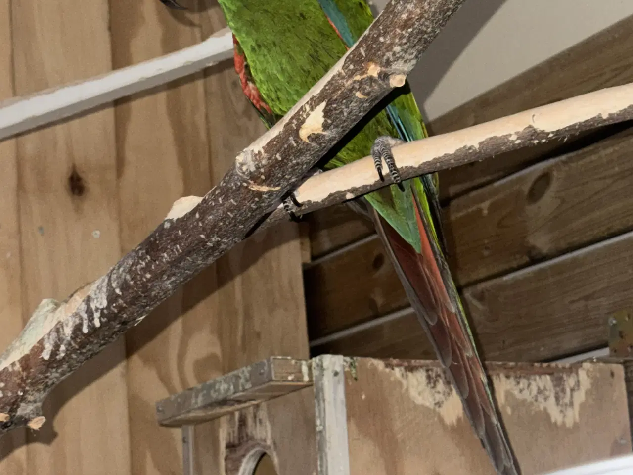 Billede 1 - Severe ara Macaw (Ara severa)