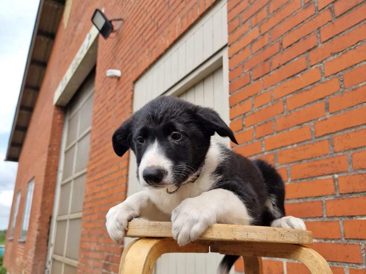 Billede 4 - Border Collie hvalpe