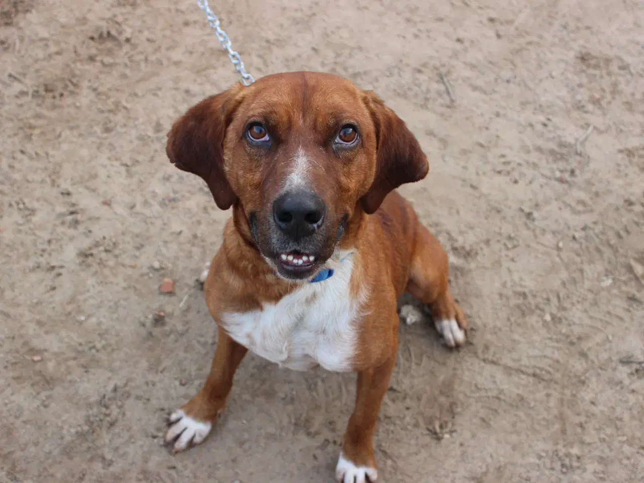 Billede 10 - Skønne Wapi leder efter sin 4-ever familie 🏡🥰