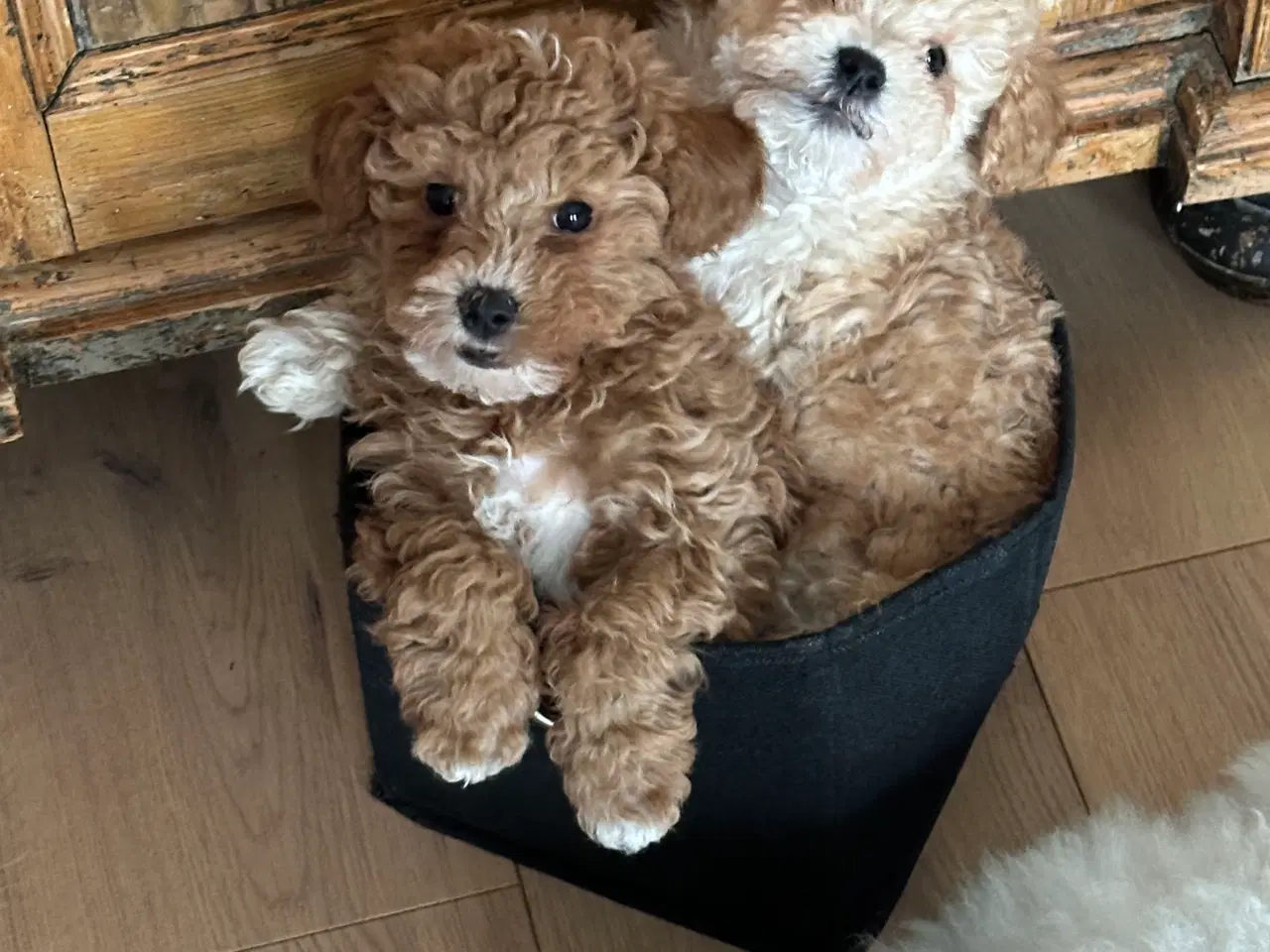 Billede 5 - Bichon Frise / Pood (Bomuldshund) hvalpe - 8uger