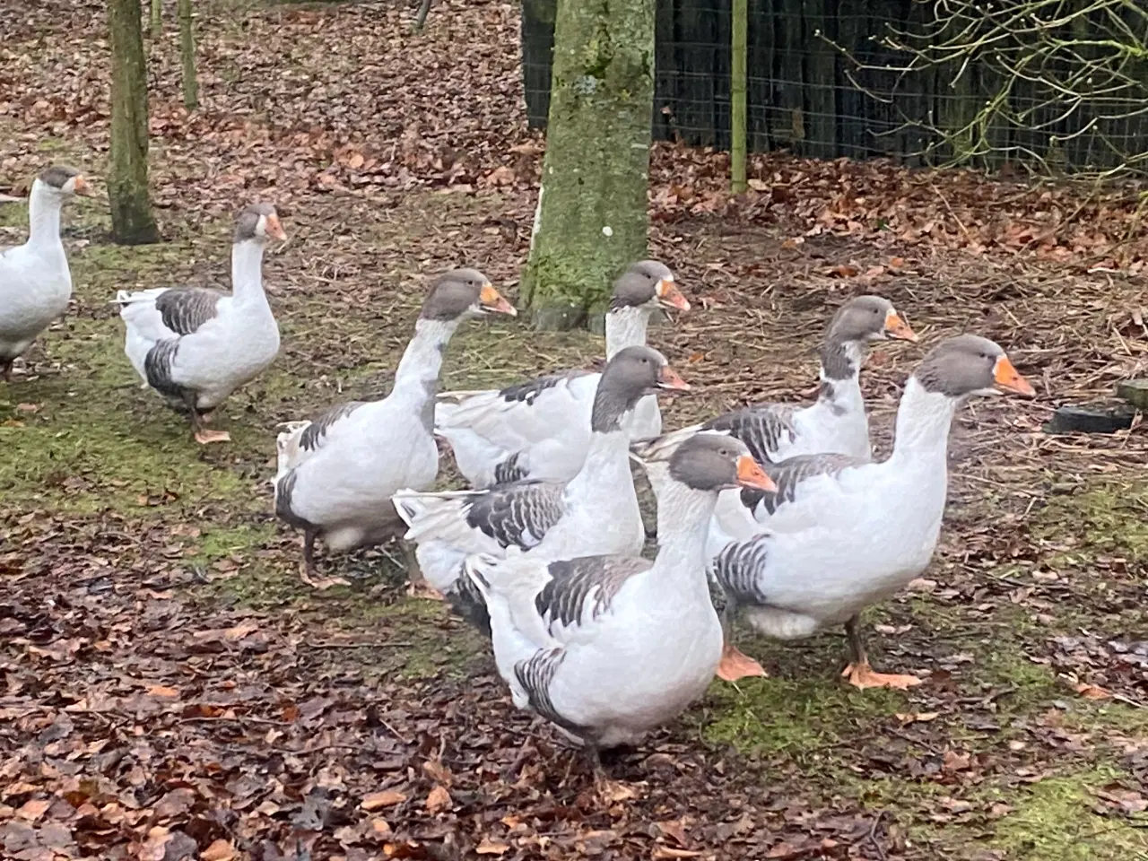 Billede 3 - Gæs. Gammel dansk landrace