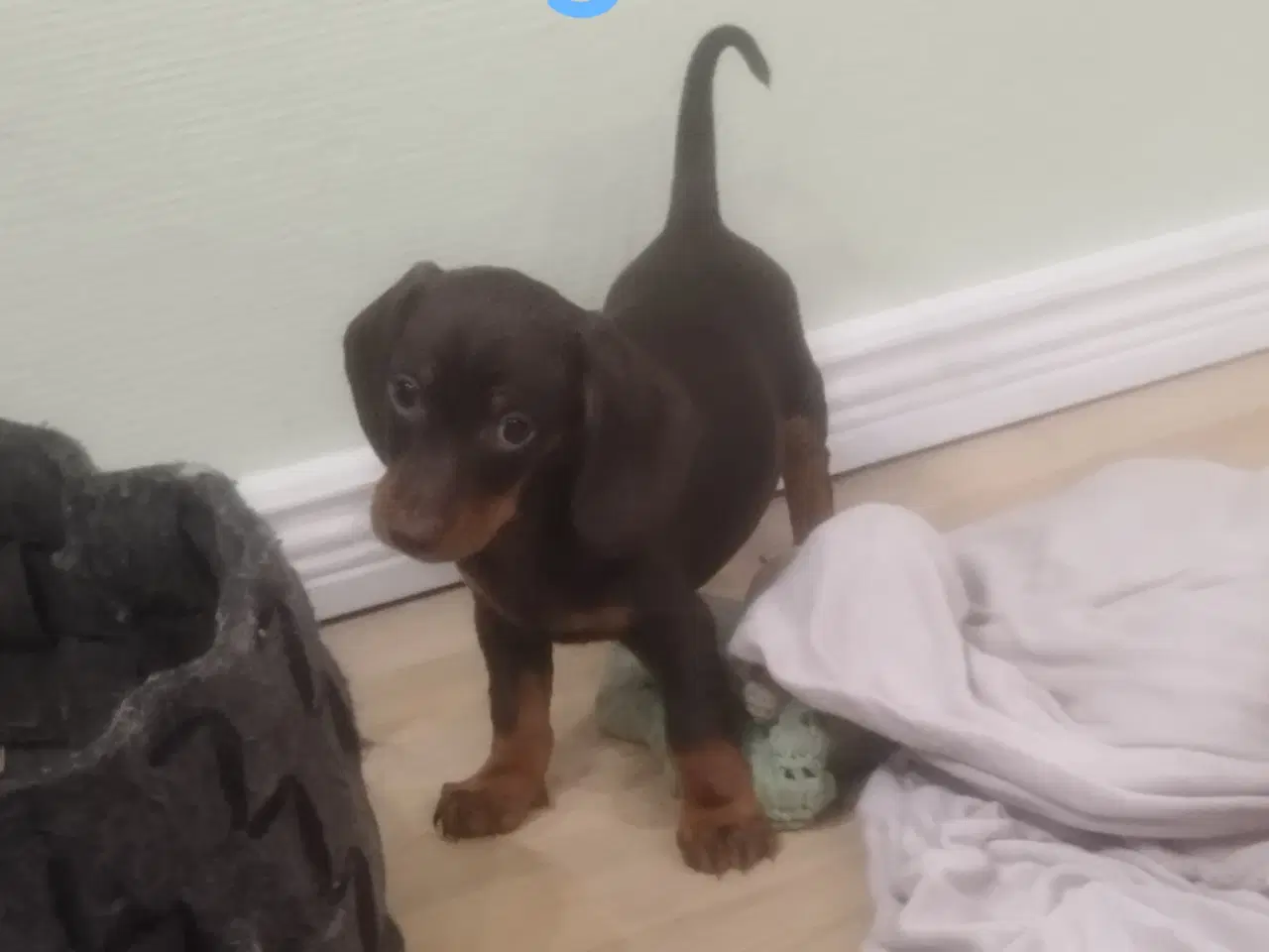 Billede 10 - Danmarks kønneste Gravhunde hvalpe