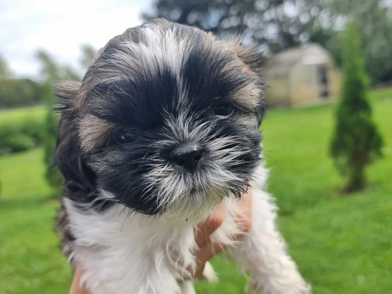 Billede 5 - Shih Tzu-hvalpe 