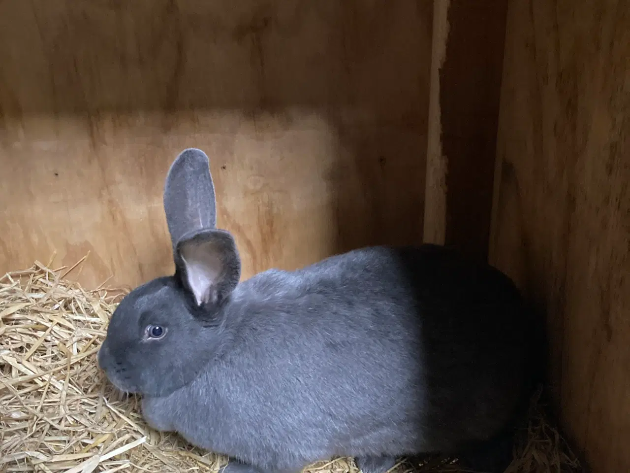 Billede 3 - Fin lille flok af kæmpe kaniner