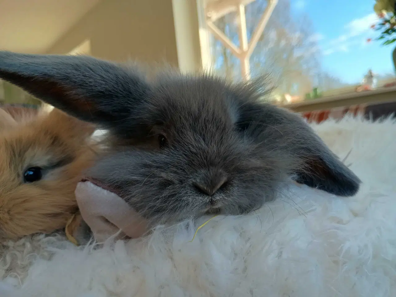 Billede 5 - Klar nu kanin unger