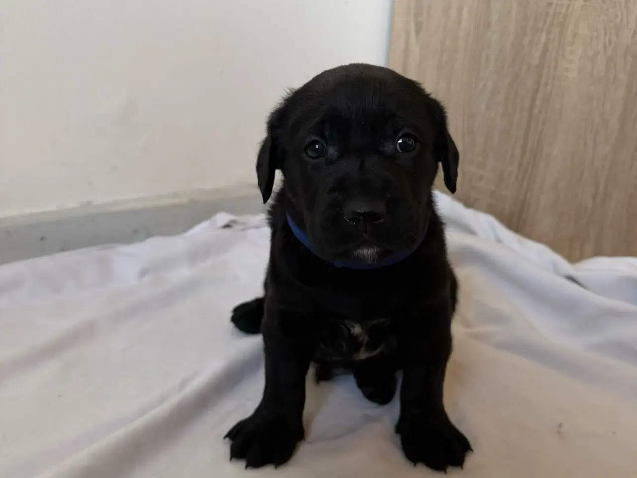 Billede 6 - Dejlige hvalpe.1 dreng tilbage.