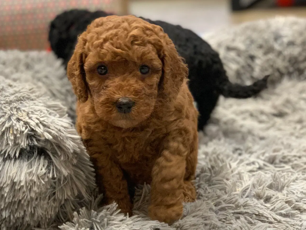 Billede 3 - De skønneste Golden Doodle F1B babyer
