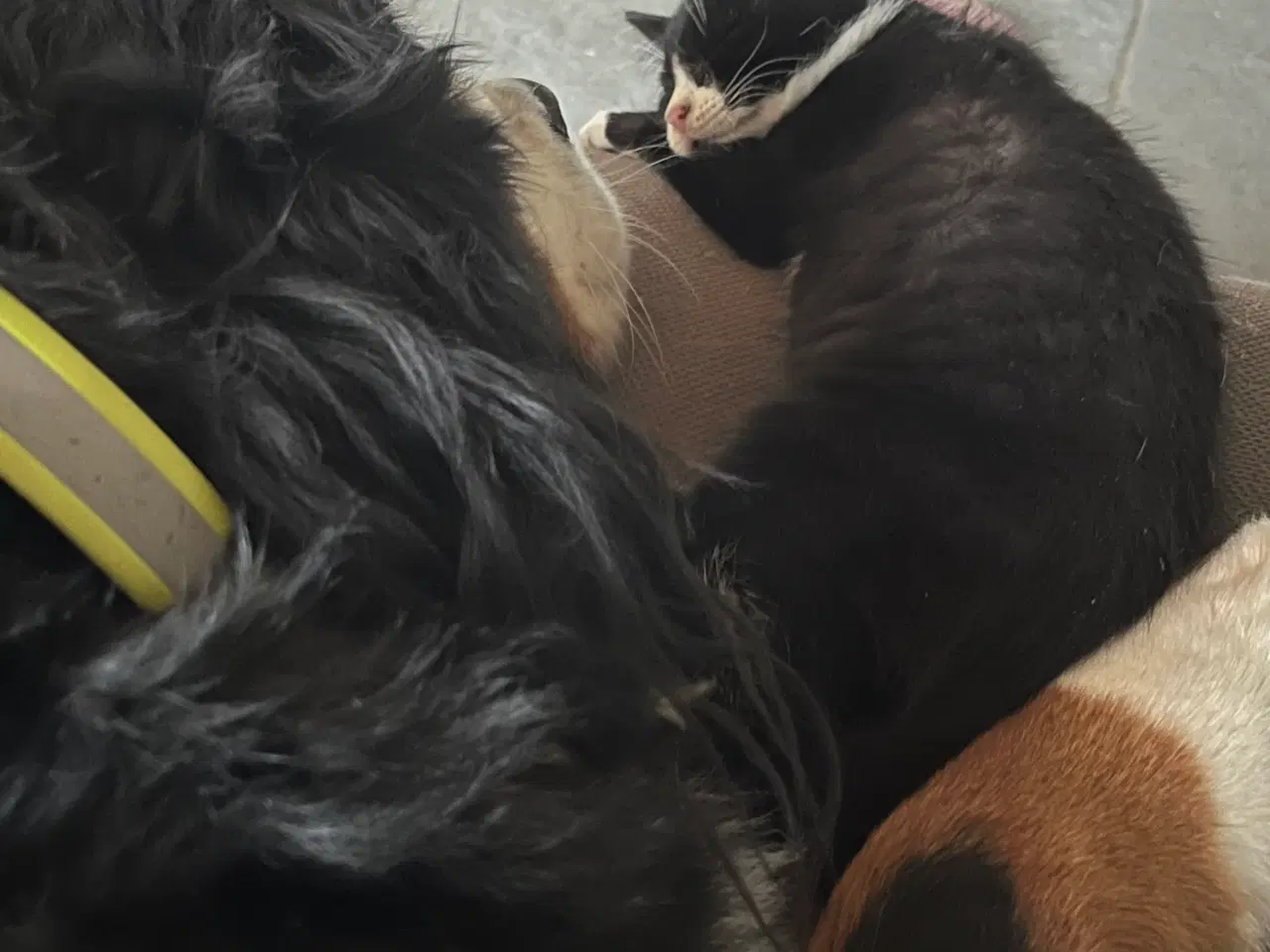 Billede 3 - Han-killing, Maine Coon-blanding 