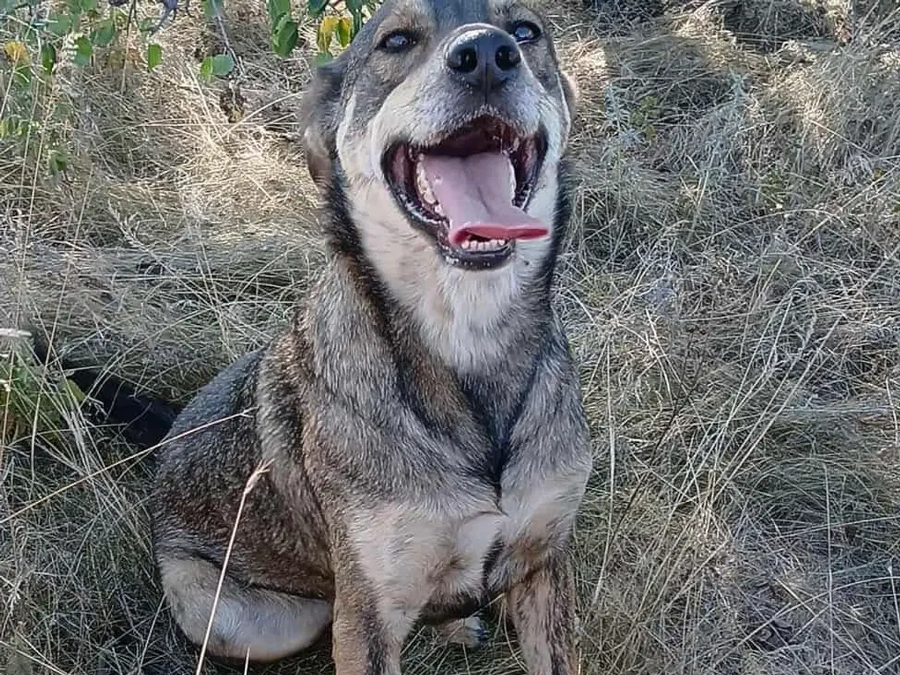 Billede 9 - Sødeste Pane søger familie