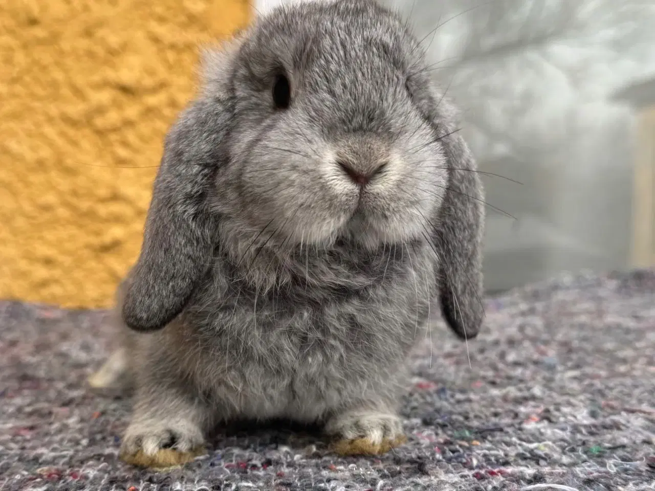 Billede 2 - Han Dværgvædder unge sælges 