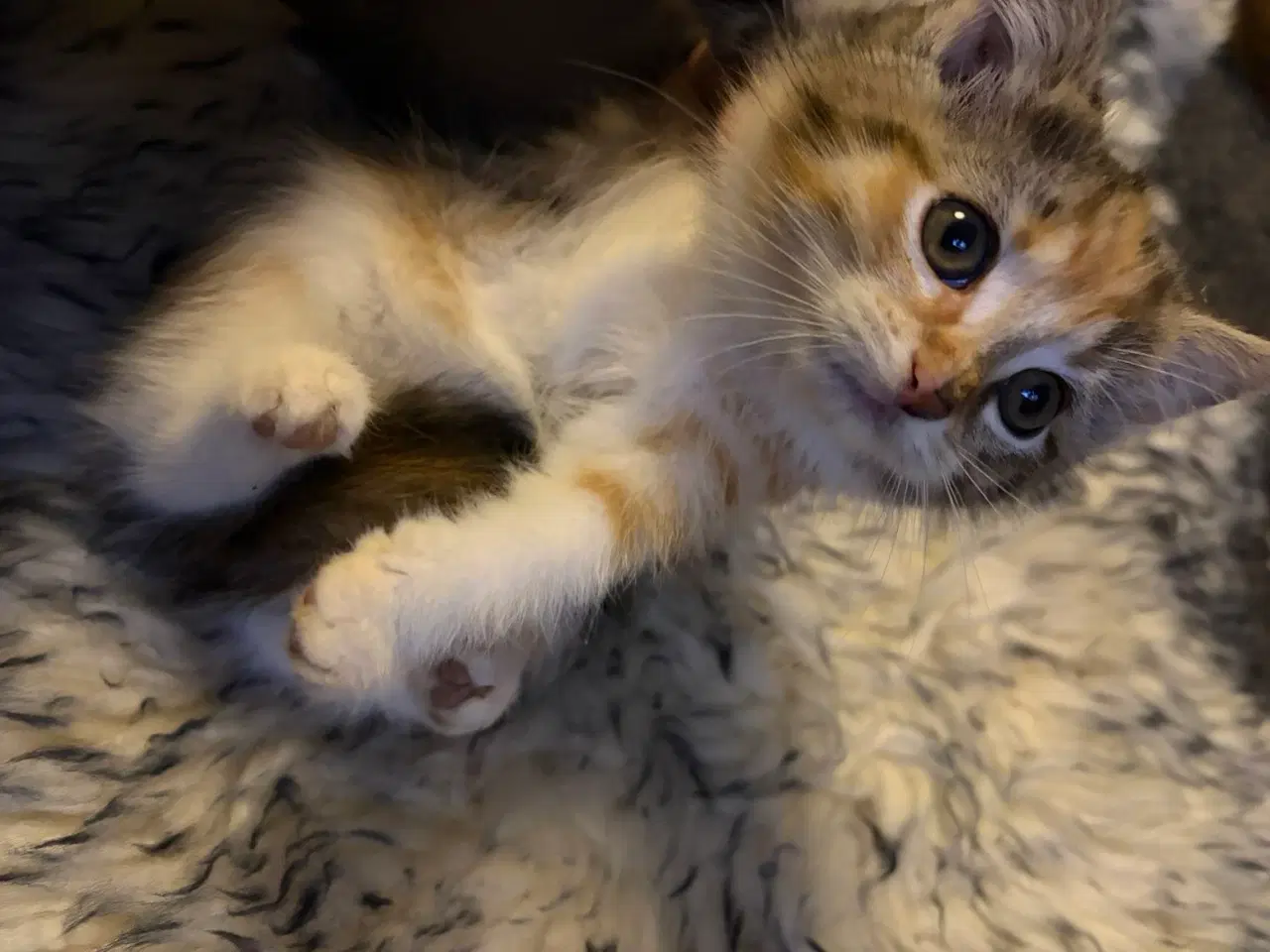 Billede 9 - Søde kælen katte killinger