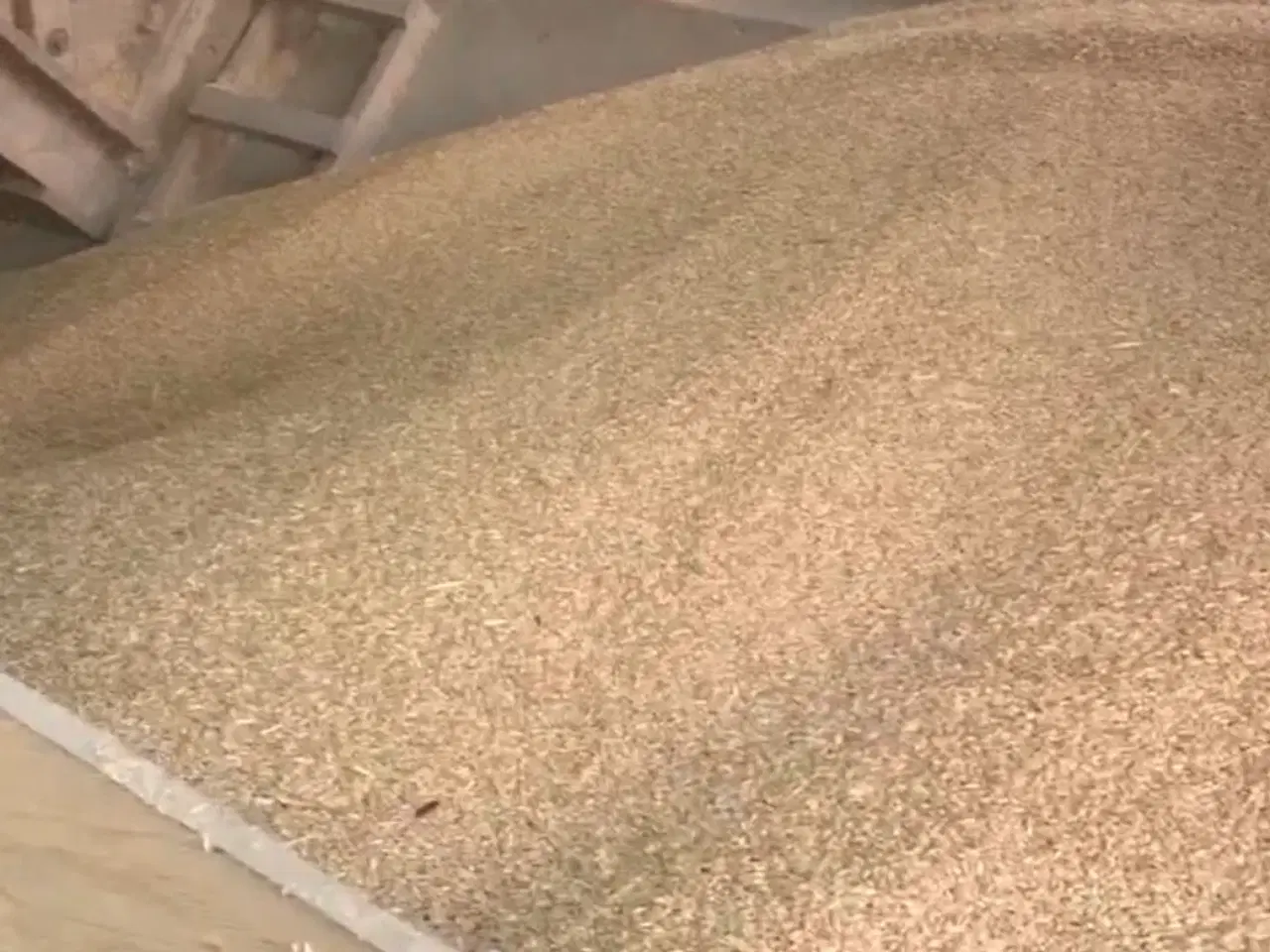 Billede 1 - Havre sælges