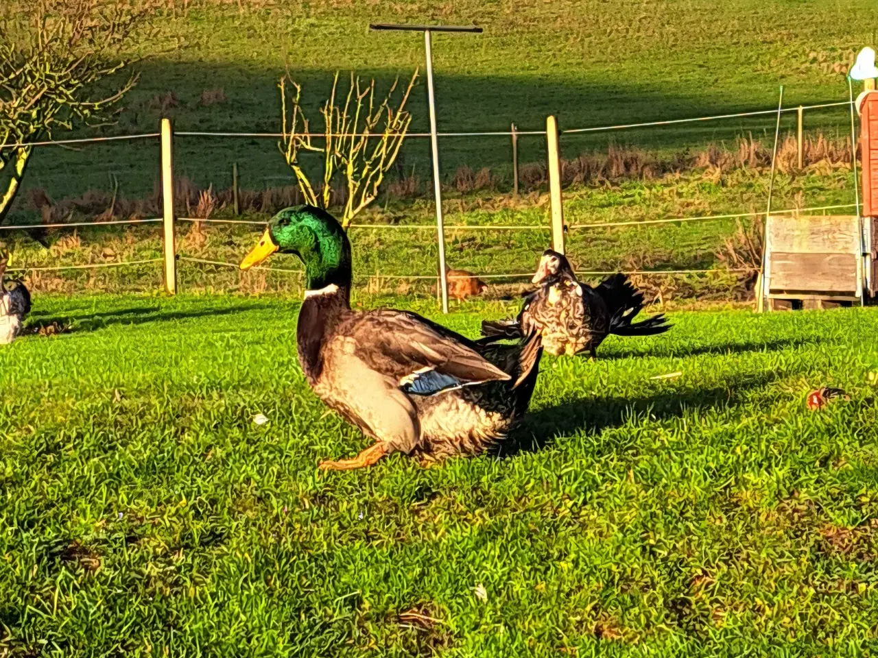 Billede 2 - Rouen Andrik