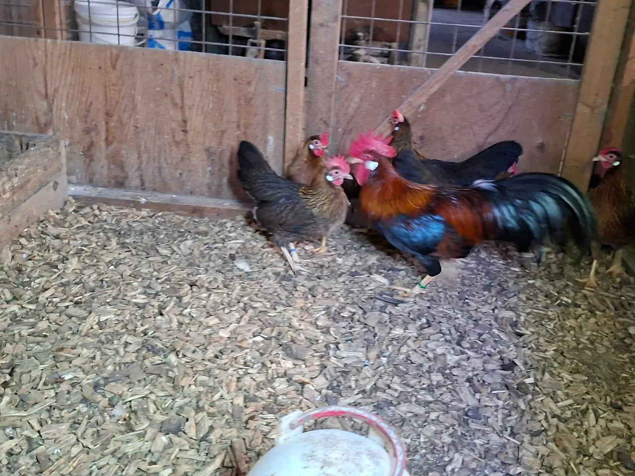 Billede 1 - D værghøns